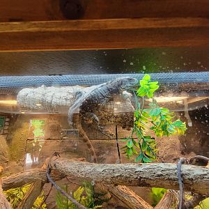 Southwick 7/22 - Five-keeled spiny-tailed iguana