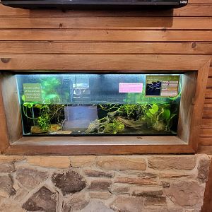 Southwick 7/22 - Kaiser's spotted newt