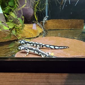 Southwick 7/22 - Kaiser's spotted newt