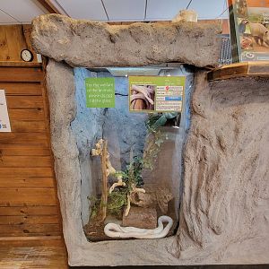 Southwick 7/22 - "Snow" corn snake