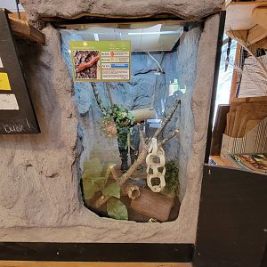 Southwick 7/22 - Corn snake