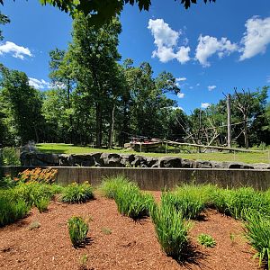 Southwick 7/22 - Chimpanzees