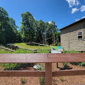 Southwick 7/22 - Chimpanzees