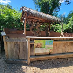 Southwick 7/22 - Linnaeus's sloth