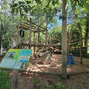 Southwick 7/22 - DeBrazza monkey