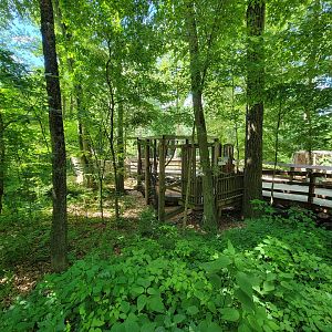 Southwick 7/22 - Cotton-top tamarins from upper path