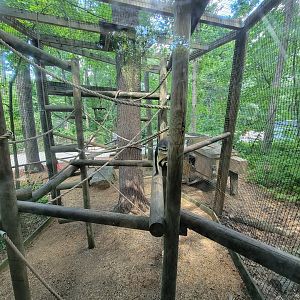 Southwick 7/22 - Wolf's guenon upper viewing