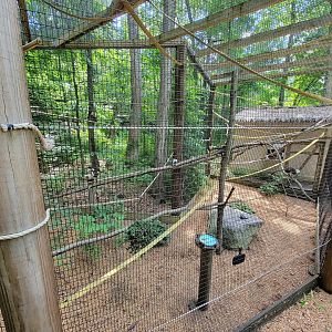 Southwick 7/22 - Cotton-top tamarins