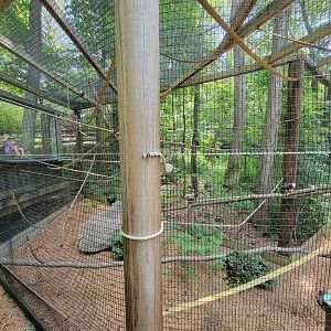 Southwick 7/22 - Cotton-top tamarins