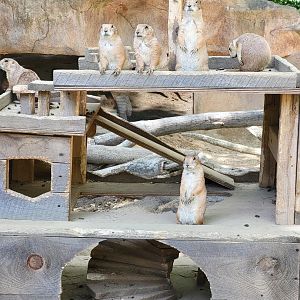Southwick 7/22 - Black-tailed prairie dogs