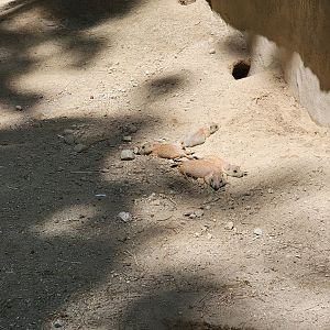 Southwick 7/22 - Black-tailed prairie dogs