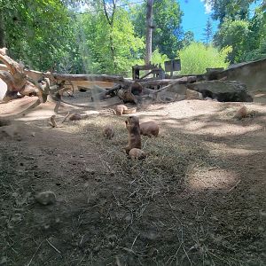 Southwick 7/22 - Black-tailed prairie dogs from viewing window