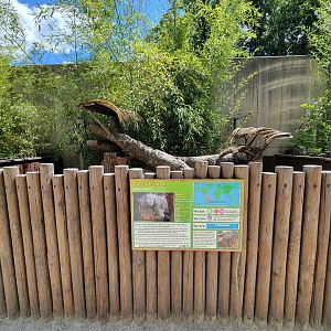 Southwick 7/22 - Green iguana