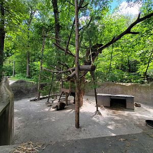 Southwick 7/22 - North American porcupine