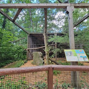 Southwick 7/22 - Eurasian eagle-owl