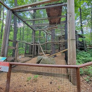 Southwick 7/22 - Wolf's guenon from lower viewing