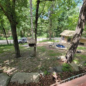 Southwick 7/22 - Jacob sheep