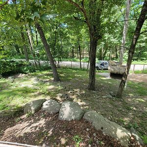 Southwick 7/22 - Jacob sheep