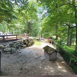 Southwick 7/22 - Jacob sheep