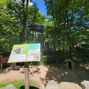 Southwick 7/22 - Jacob sheep, Siamang behind