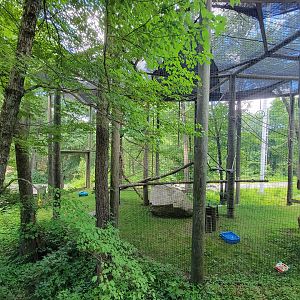 Southwick 7/22 - Siamang