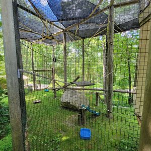 Southwick 7/22 - Siamang