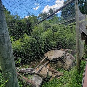 Southwick 7/22 - Leopard