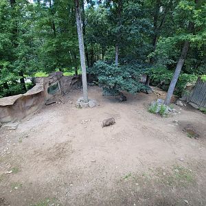 Southwick 7/22 - Common warthog