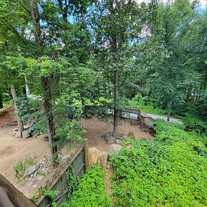 Southwick 7/22 - Common warthog