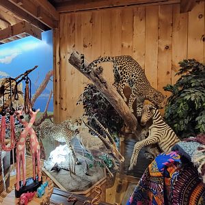 Southwick 7/22 - Taxidermy in gift shop by big cats