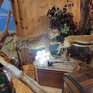 Southwick 7/22 - Well-done cheetah mount in gift shop by big cats
