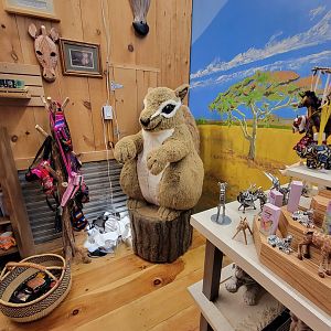 Southwick 7/22 - A very large squirrel