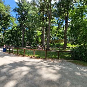 Southwick 7/22 - Camel rides