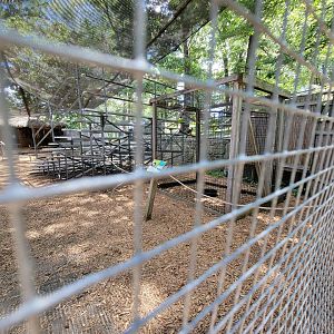 Southwick 7/22 - Laughing kookaburra, bird show area
