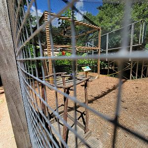 Southwick 7/22 - African pied crow, bird show area