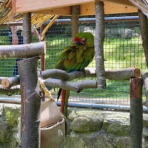 Southwick 7/22 - Great green macaw