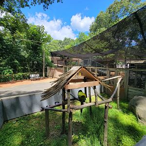 Southwick 7/22 - Great green macaw, bird show area