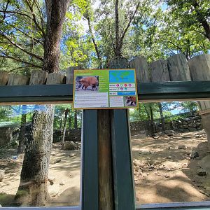 Southwick 7/22 - Red river hogs