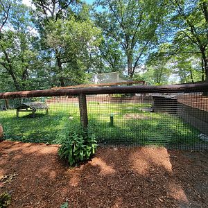 Southwick 7/22 - Leopard tortoise