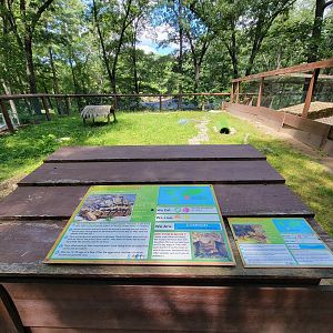 Southwick 7/22 - Leopard tortoise