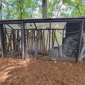 Southwick 7/22 - Laughing kookaburra