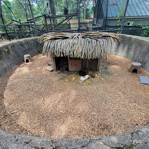 Southwick 7/22 - Guinea pigs