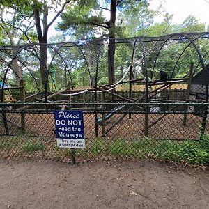 Southwick 7/22 - Black-crested mangabey