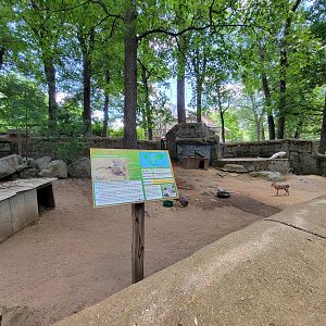 Southwick 7/22 - Patagonian cavy