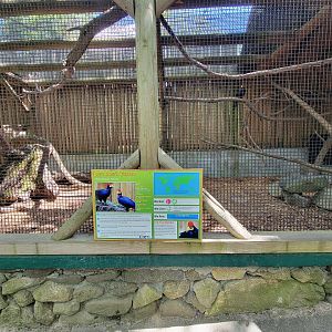 Southwick 7/22 - Lady Ross's turaco, western crowned pigeon
