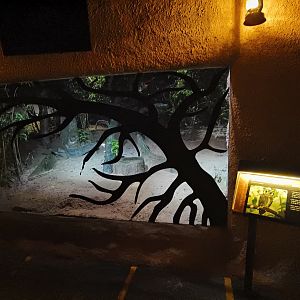 Aardvark and Northern white-faced owl exhibit