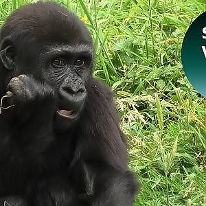 Introduction Of The Gorillas From The Port Lympne Wildlife Resort