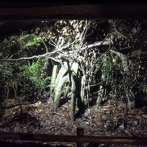 Javan Slow Loris exhibit