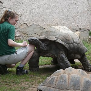 Aldabra giant tortoise