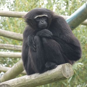 Agile gibbon